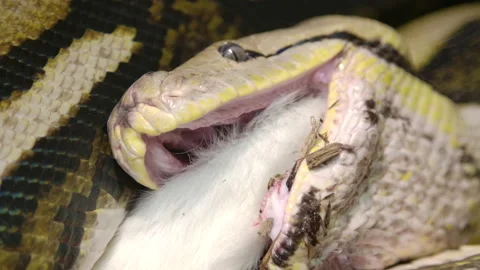 Reticulated python eating a large mammal slow motion Stock Footage 150008006