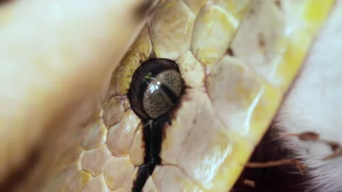 Reticulated python eating a large mammal wrapped up in powerful grip Stock Footage 150008020