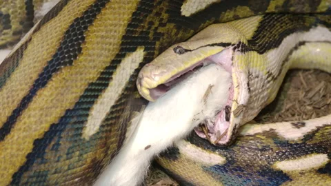 Reticulated python eating a large mammal wrapped up in powerful grip Stock Footage 150008038