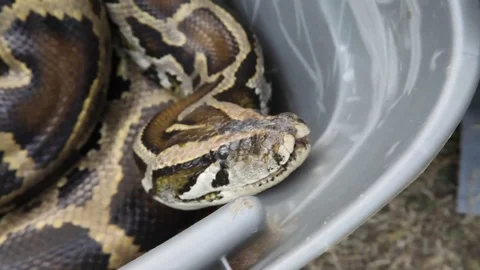 Reticulated Python Stockbeeldmateriaal 98796880