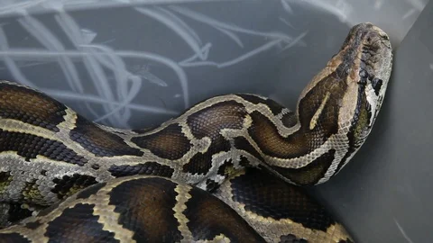 Reticulated Python Stockbeeldmateriaal 98796920