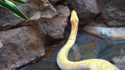 Reticulated python Stock Footage 339983226