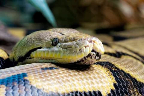 Reticulated Python,  found in South Asia and Southeast Asia Foto stock