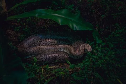 Reticulated Python Gazing into the Distance at Tropical Foliage 写真素材