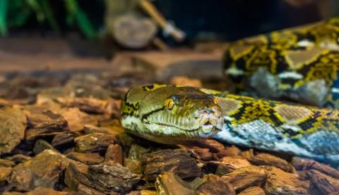 Reticulated python head in closeup, beautiful snake face with yellow eye, bro 写真素材