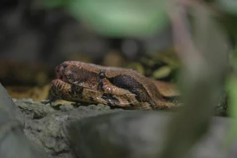 Reticulated python head closeup on trunk Malayopython reticulatus Photos