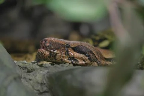 Reticulated python head closeup on trunk Malayopython reticulatus Stock Photos