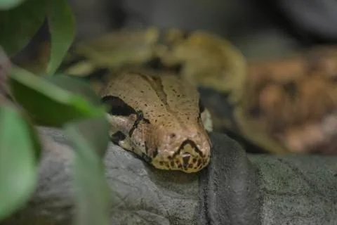 Reticulated python head closeup on trunk Malayopython reticulatus 写真素材