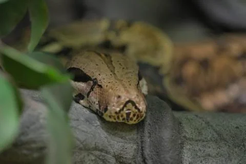 Reticulated python head closeup on trunk Malayopython reticulatus 스톡 사진