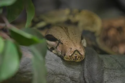 Reticulated python head closeup on trunk Malayopython reticulatus 写真素材