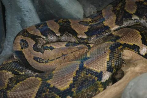 Reticulated python head closeup on trunk Malayopython reticulatus Stock Photos