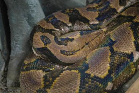 Reticulated python head closeup on trunk Malayopython reticulatus Photos