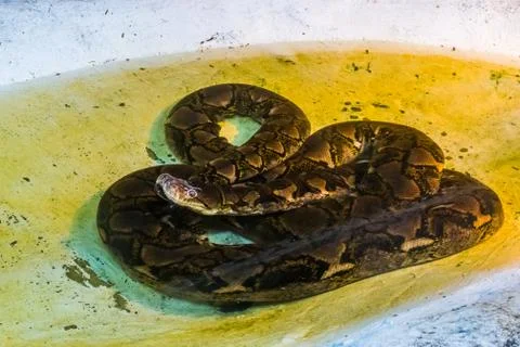 Reticulated python laying in the water, portrait of a large snake, Reptile fr 写真素材