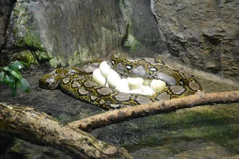 The reticulated python lies around its eggs. Python is one of the largest snakes Stockfoto's