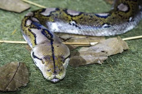 Reticulated python (Malayopython reticulatus), captive, Germany, Europe Photos