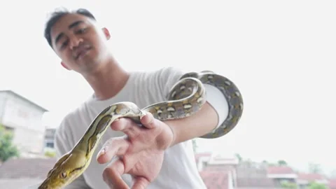 The Reticulated Python (Malayopython Reticulatus) Is Crawling Along Owner Stock Footage 283746292