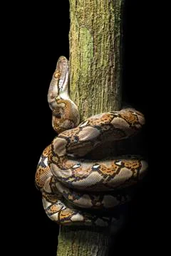 Reticulated python Malayopython reticulatus Danum Valley Conservation Area Foto stock