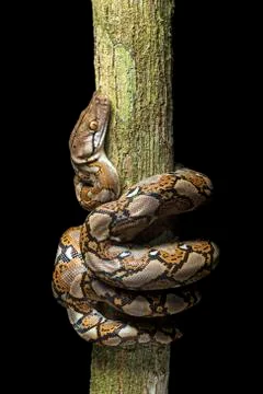 Reticulated python Malayopython reticulatus Danum Valley Conservation Area Stockfoto's