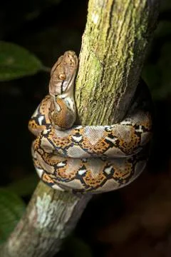 Reticulated python Malayopython reticulatus Danum Valley Conservation Area Stock Photos