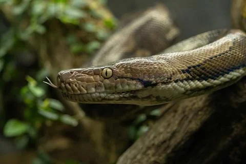 Reticulated python (Malayopython reticulatus) 写真素材