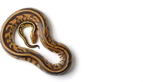 Reticulated python - Malayopython reticulatus - is a python species native .. Stockfoto's