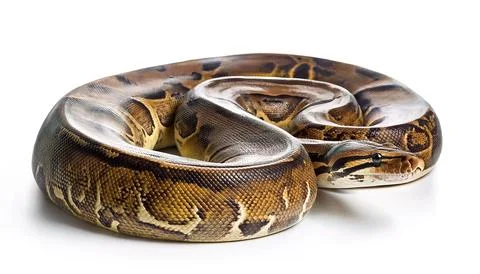 Reticulated python - Malayopython reticulatus - is a python species native .. 写真素材