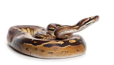 Reticulated python - Malayopython reticulatus - is a python species native .. Stock Photos
