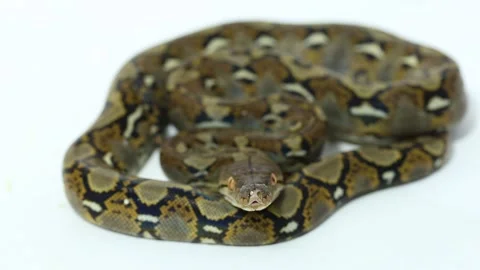 Reticulated Python Malayopython reticulatus snake Stock Footage 220277967