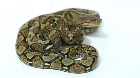 Reticulated Python Malayopython reticulatus snake Stock Footage 220277976