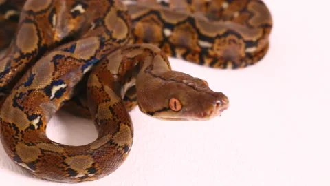 Reticulated Python Malayopython reticulatus snake Stock Footage 220278175