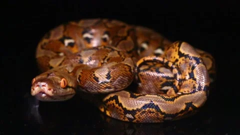 Reticulated Python Malayopython reticulatus snake Stock Footage 220279112