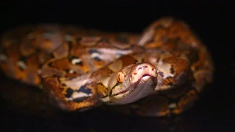 Reticulated Python Malayopython reticulatus snake Stock Footage 220279113
