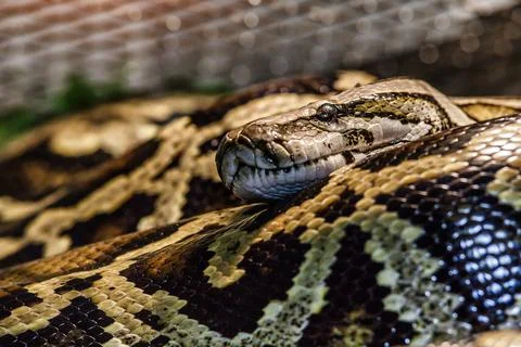 Reticulated python (Malayopython reticulatus) snake sometimes known as Royal  写真素材