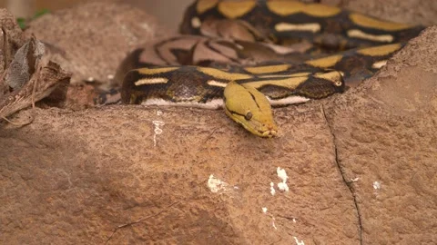 Reticulated Python (Malayopython Reticulatus) In Southeast Asia. Zoom In Stock Footage 233396988