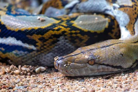 Reticulated Python (Malayopython reticulatus) spotted outdoors Stock Photos
