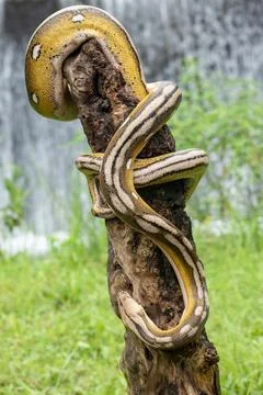 Reticulated python morph with four combined genetic traits Stock Photos