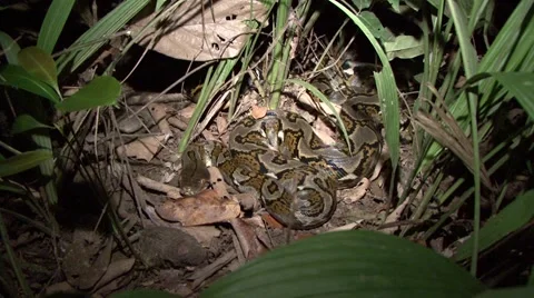 Reticulated Python moving on lowland rainforest ground in the night Stock Footage 56687241