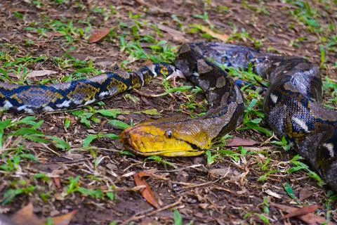 Reticulated Python in Natural Habitat 写真素材