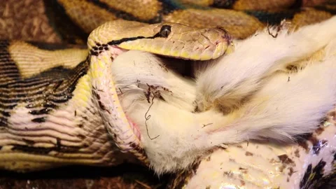 Reticulated python neck muscles in motion while swallowing closeup Stock Footage 149427796
