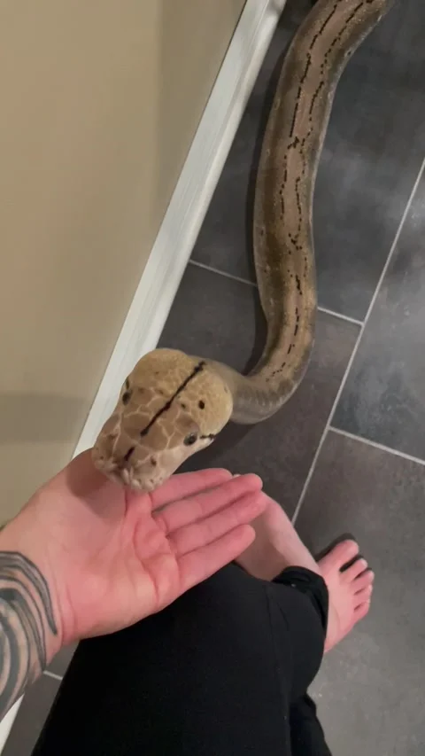 Reticulated Python Noodle, Kittanning, Pennsylvania, USA - 10 Jul 2023 Vidéo 247277789