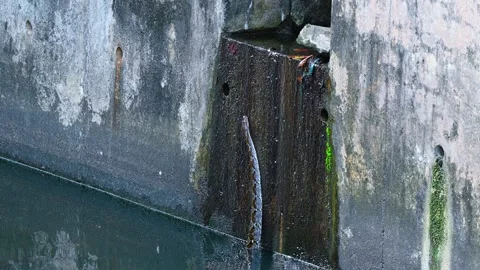 Reticulated Python Partially Submerged In Urban Canal Near Drainage Outlet Stock Footage 333706155