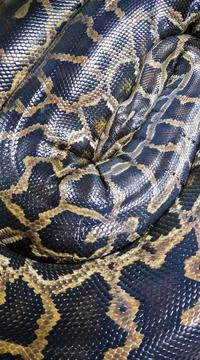 Reticulated Python in the Philippines 库存照片