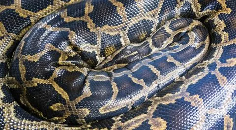 Reticulated Python in the Philippines 写真素材