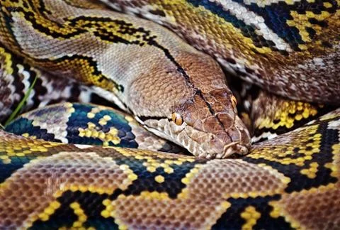 Reticulated python 写真素材