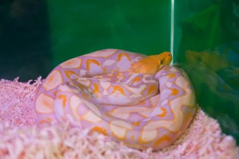 Reticulated python Photos