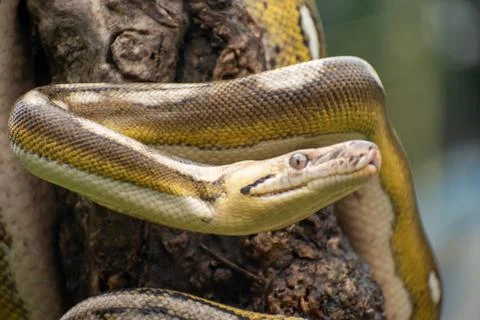 Reticulated python with platinum sunfire tones and tiger mottle pattern Stock Photos