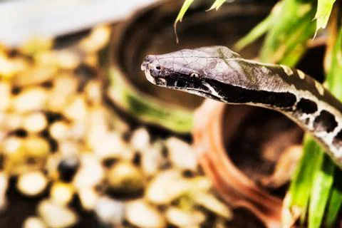 Reticulated python portrait - selective focus Stock Photos