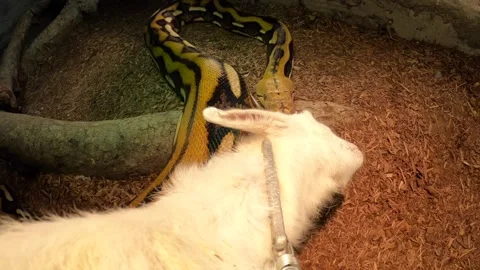 Reticulated python pov feeding attacks baby goat super slow motion Stock Footage 149427827
