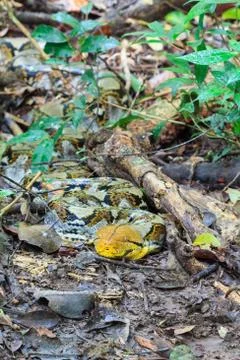 Reticulated python prepare attacking its prey Photos