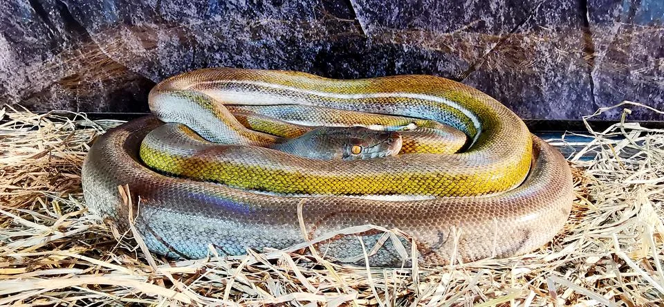Reticulated Python (Python Reticulatus) curled up on the straw Foto stock